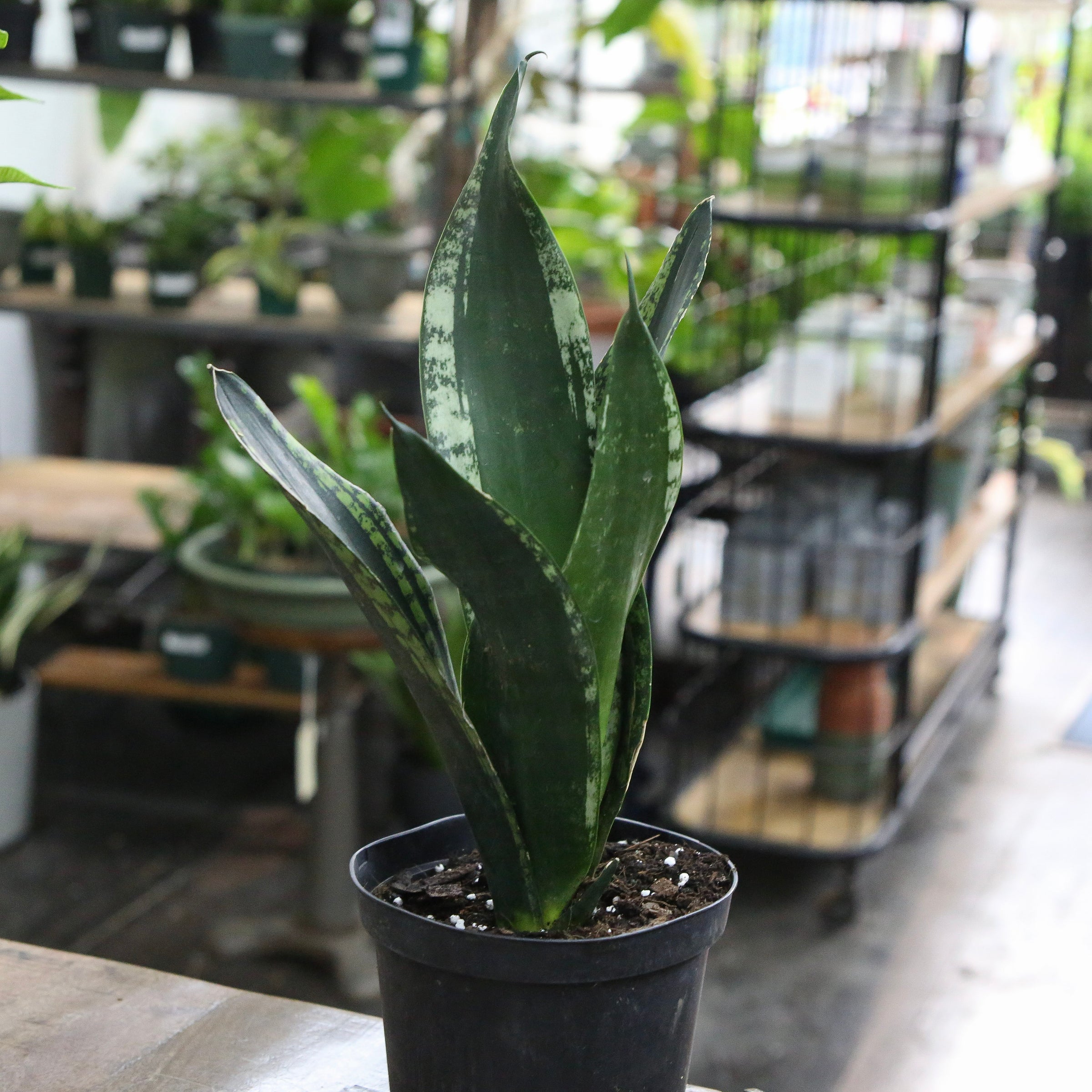 Sansevieria Whitney 6"