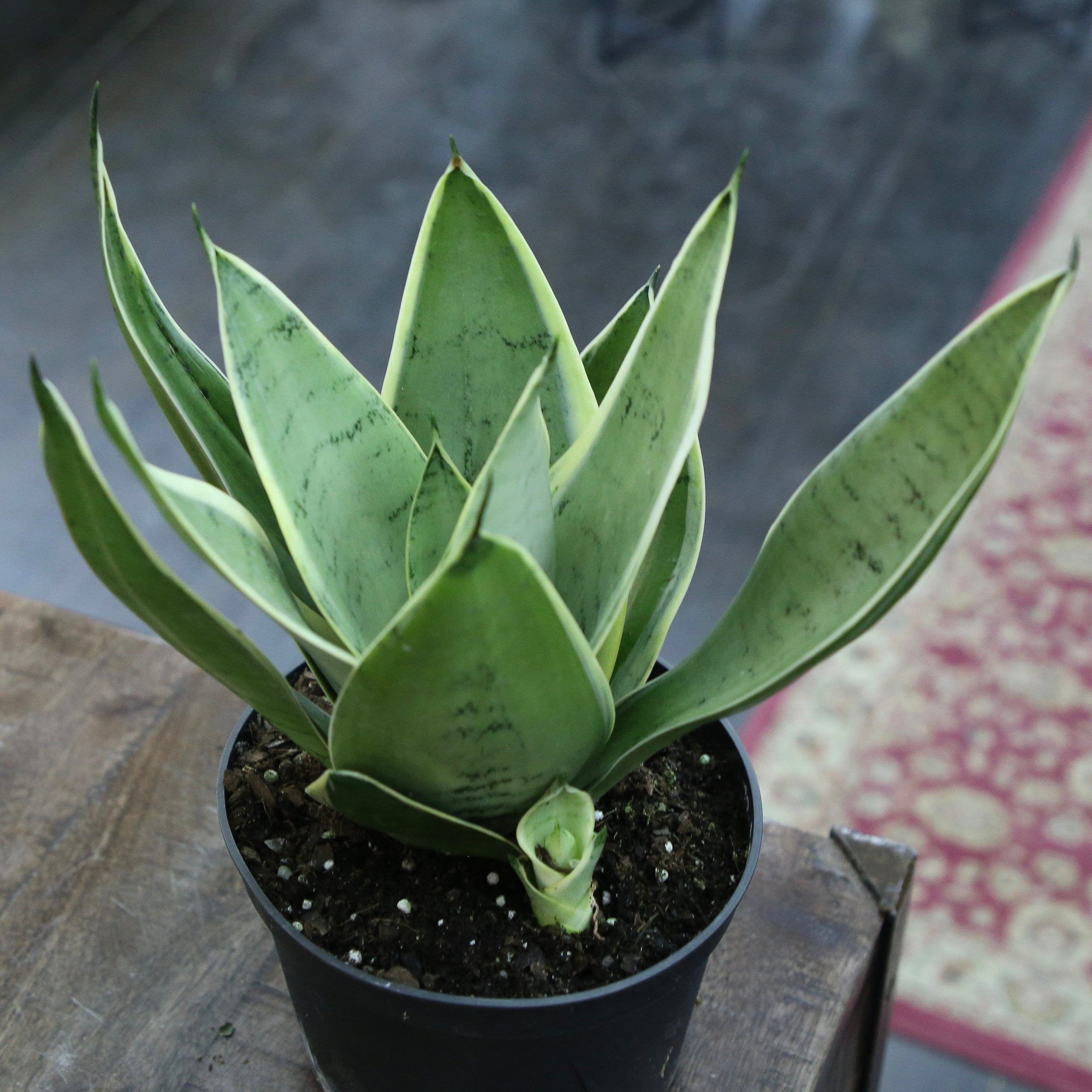Sansevieria Night owl 6"