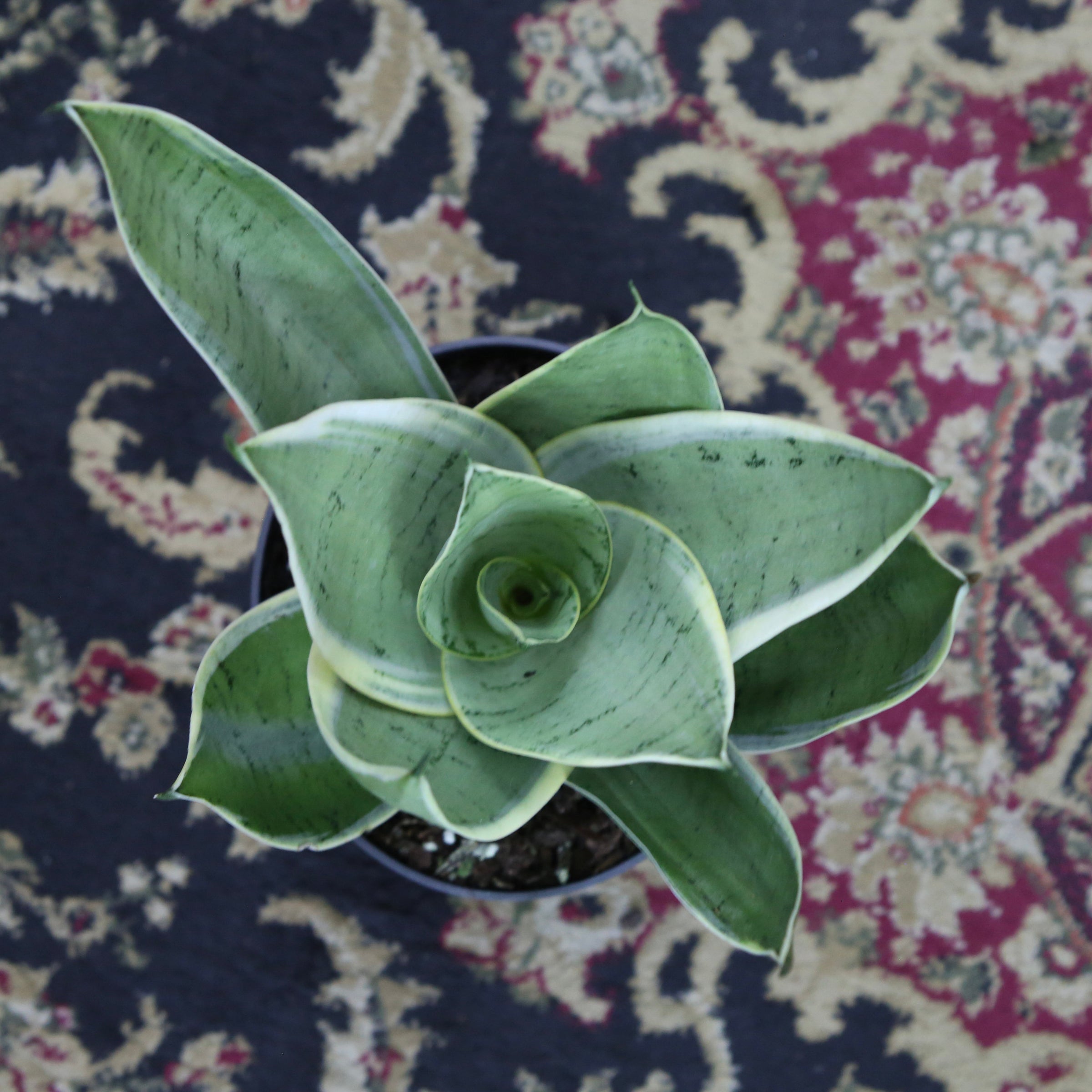 Sansevieria Night owl 6" | Cultivate Urban Rainforest & Gallery