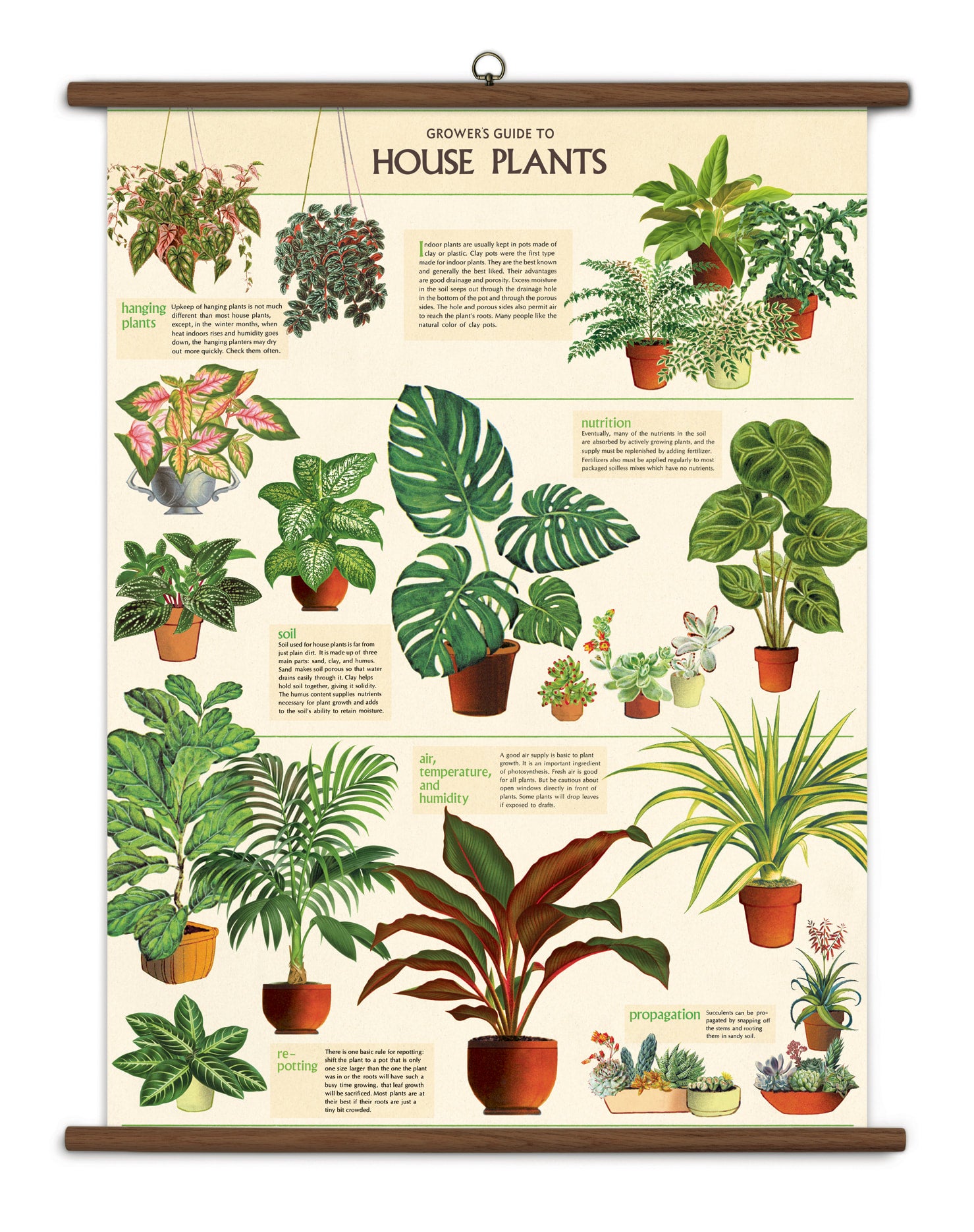 Humidity and Indoor Plants Guide