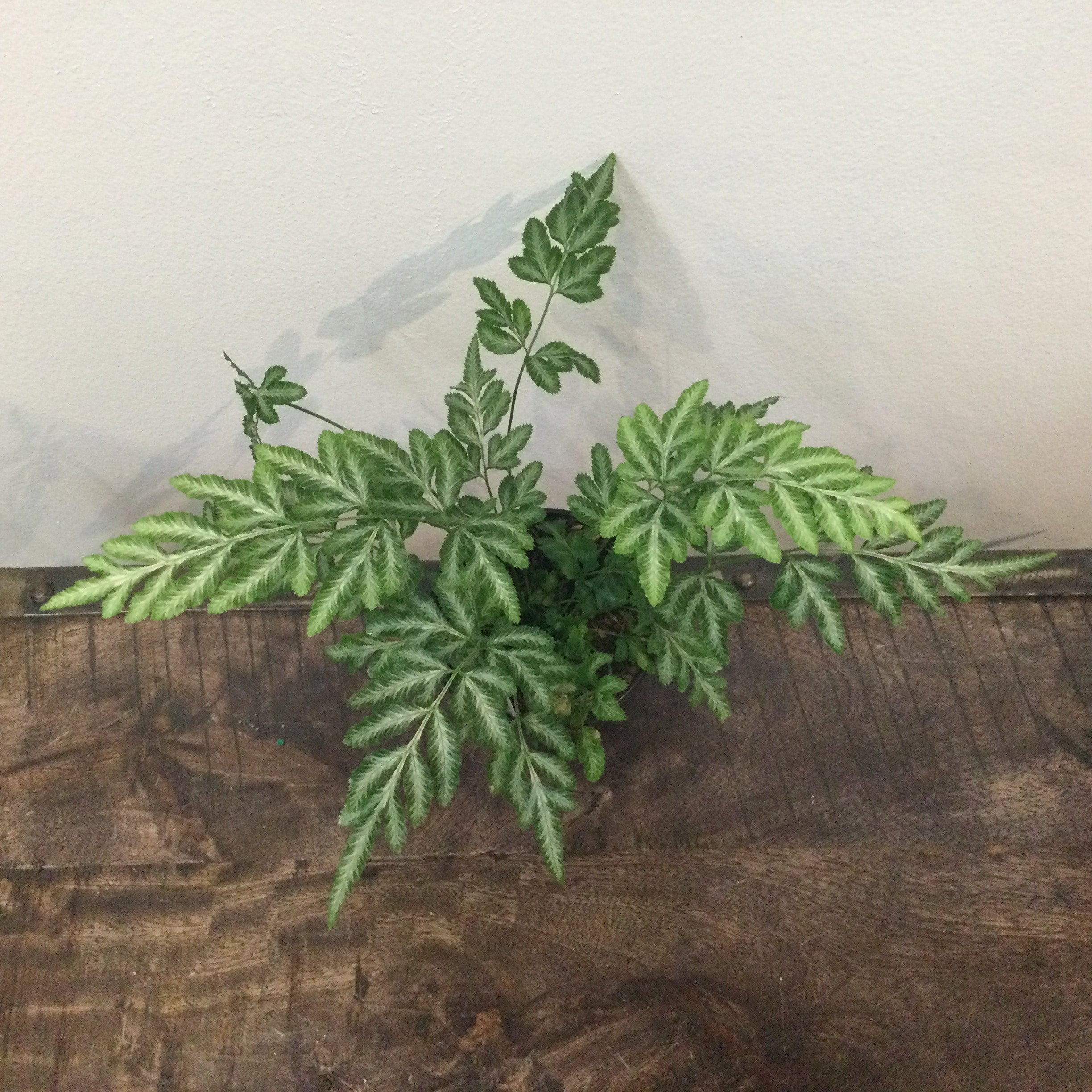 silver-lace-pteris-ensiformis-fern-4-cultivate-urban-rainforest